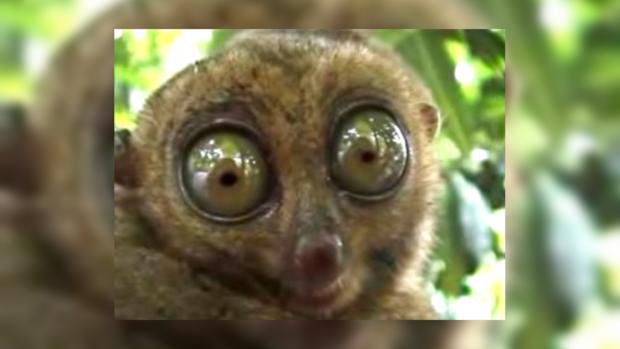 5406d2f5f3b60_lemur2.jpg