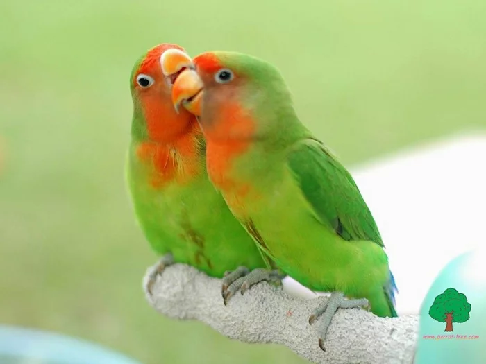 54130424_0_fd6_257b746d_XL.webp