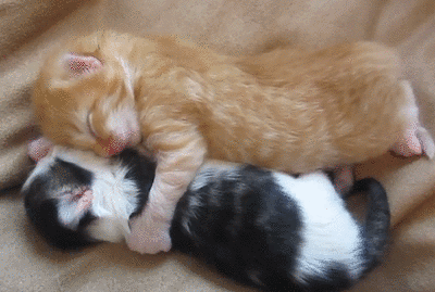 548013860886031.gif