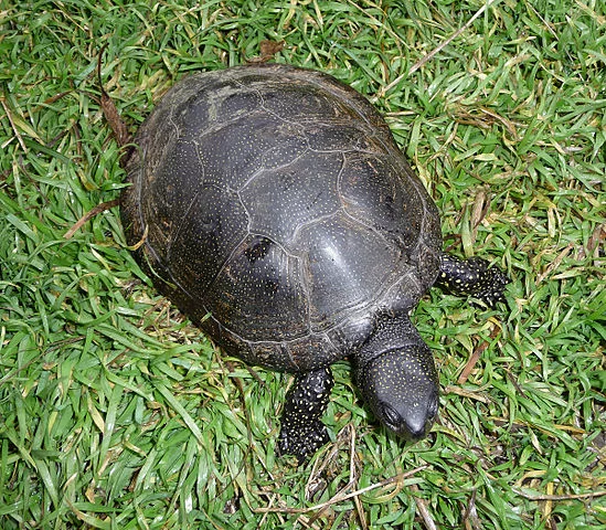549px-Emys_orbicularis_2009_G1.webp