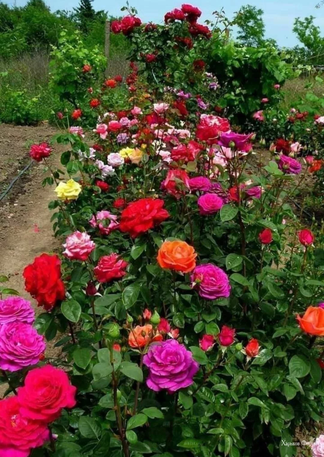 54dd96eb6f0728f04.webp
