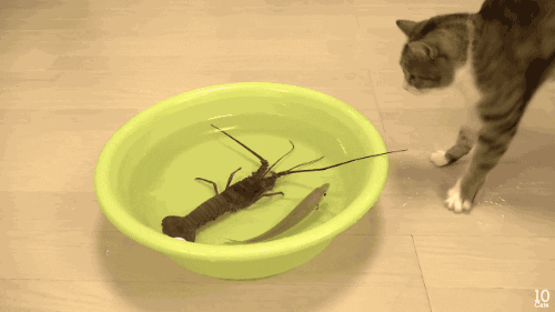 54f3acda261ccf1ec.gif