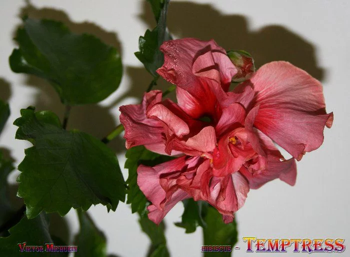 54f3dd1aad91412fa46d65ab728e4c23.webp