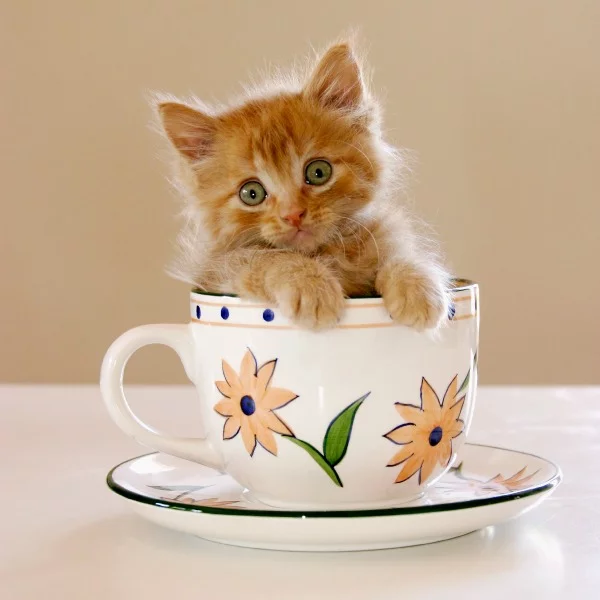 54f963adb2cbe_-_cat-coffee-del1014-lgn.webp