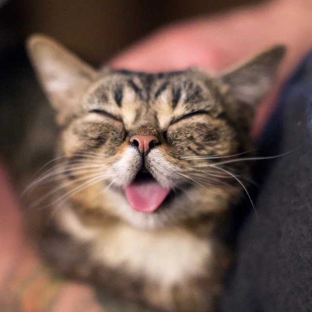 54ff6099c05f2-lilbub.webp