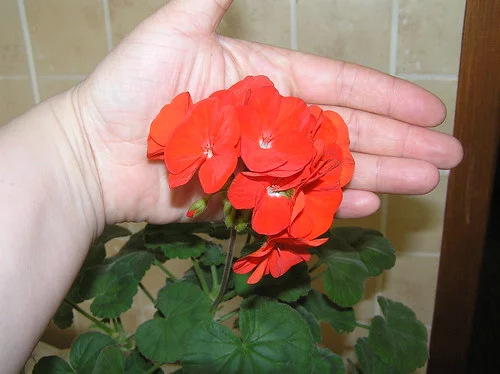 5505662181_458cbd97ed.webp