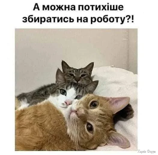 550842609_2013687279419127_2585299117158224530_n.webp