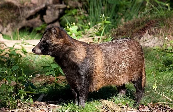 550px-Raccoon_Dog01.webp