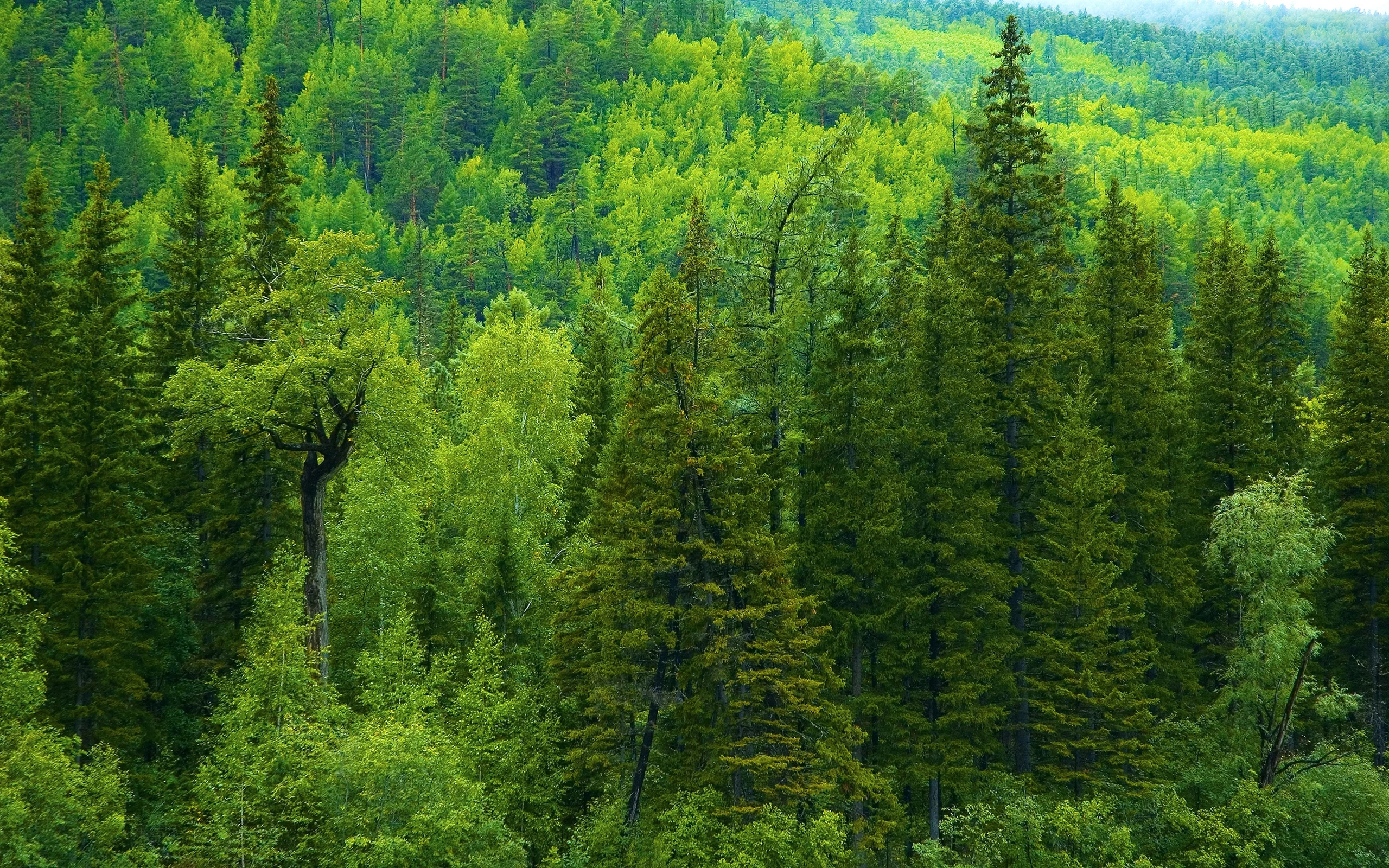 5541c5e3902d9_Sibir_les.webp