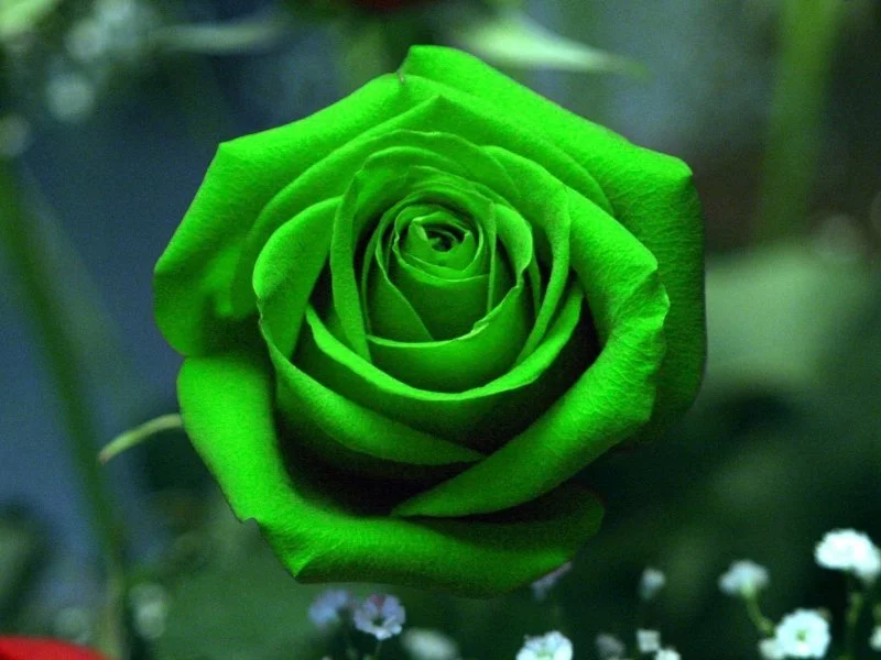 554remyx206.webp
