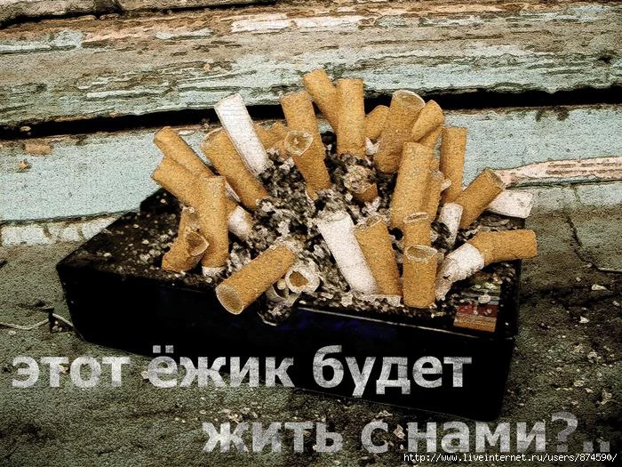 55632469_yozhik__1.webp