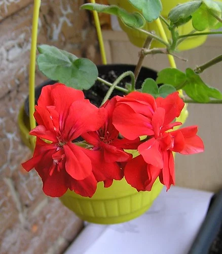 5571000422_6d3eb0c804.webp
