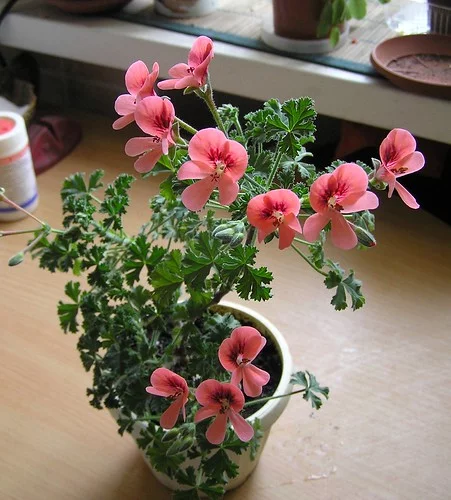5594096645_de65586ee1.webp