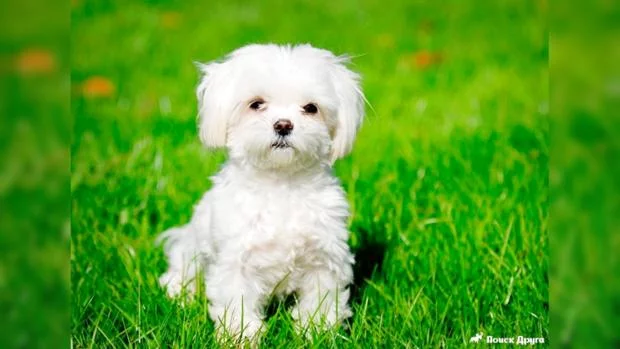 55c246ff42b17_1386688265_maltese.webp