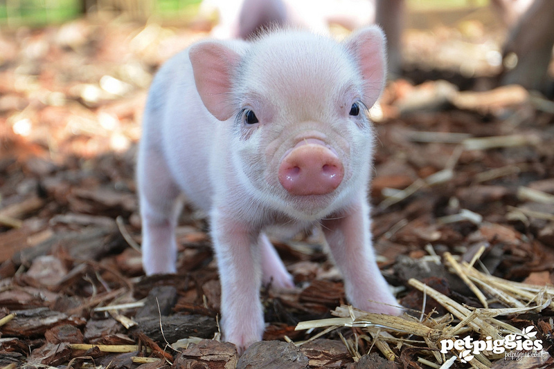 55c8bf8e1c0e2_34-rozoviy-mini-pig.jpg