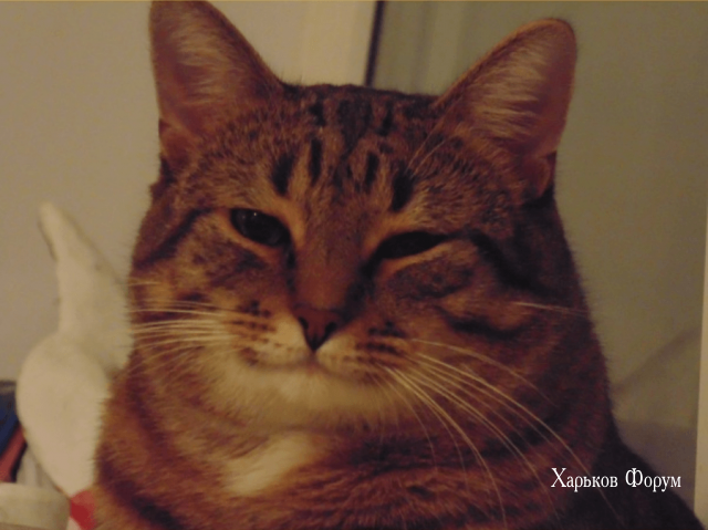 55e5b80ecfe084617d.png