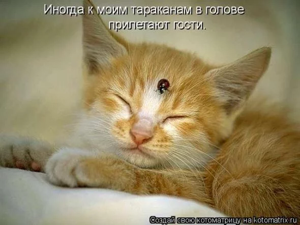 56107725.webp