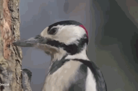 5651136.gif