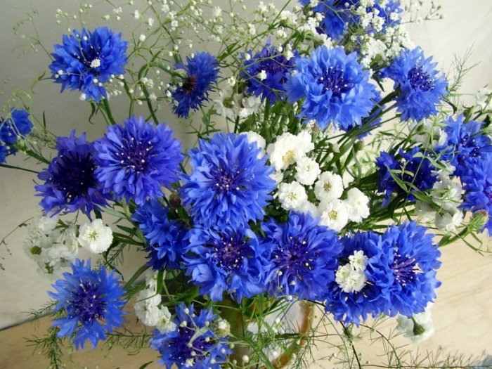 56954678_1269563621_vasil_ki.jpg