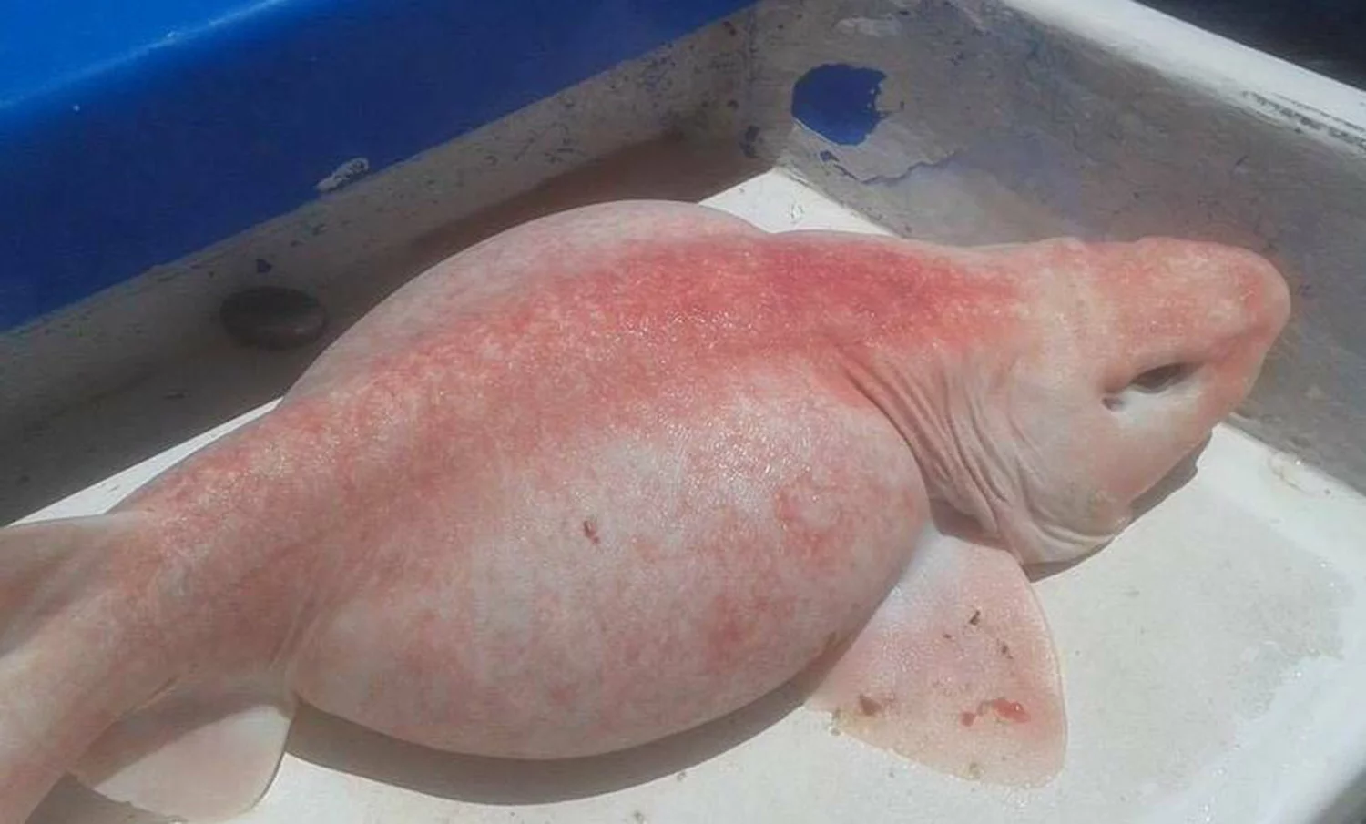 5700c1e0141ef_shark_1500_2775536a.webp
