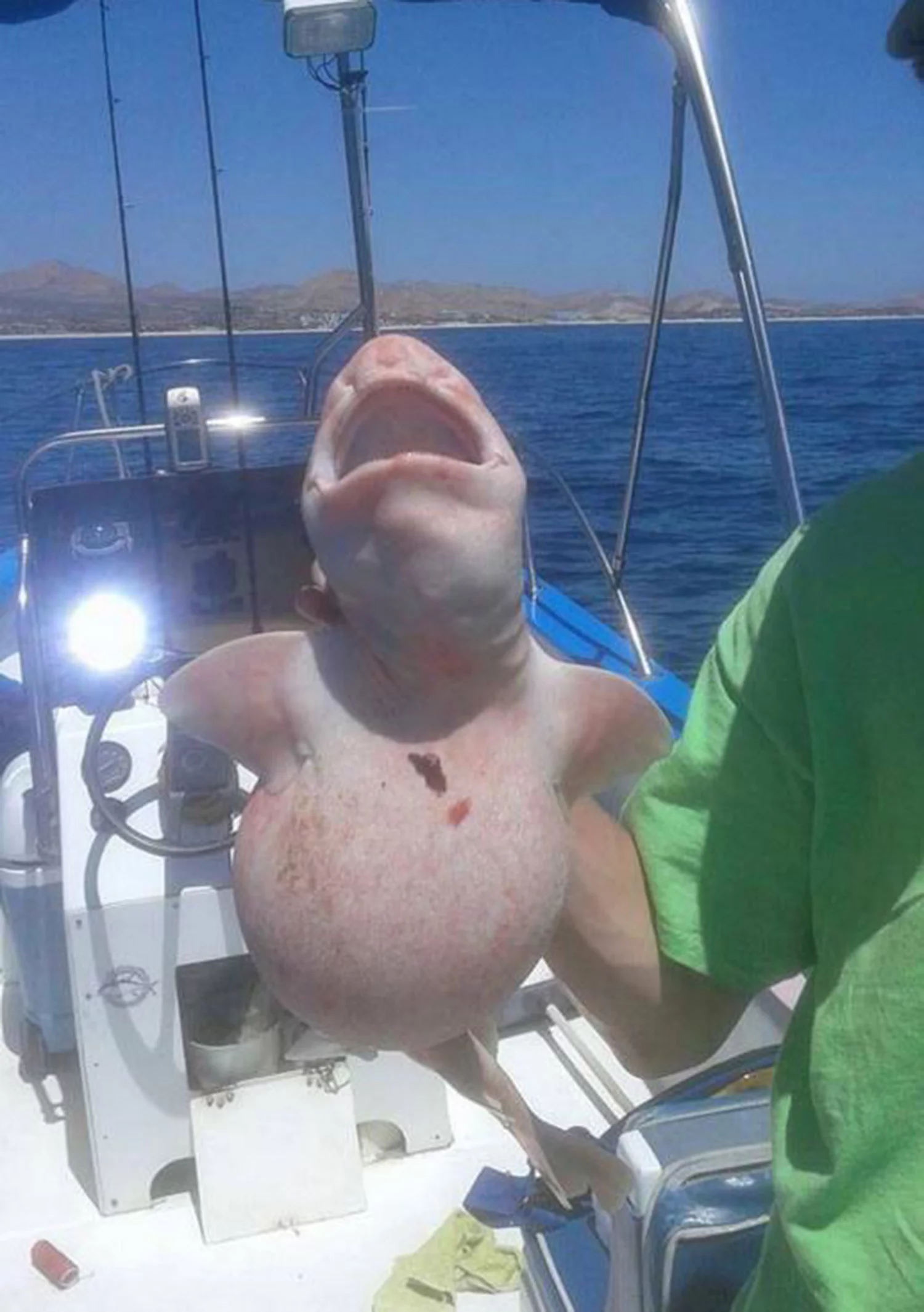 5700c1e0143f9_shark1_2775538a.webp