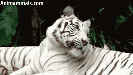 572554fb2c991f3ce48eed2dba8462c9.gif