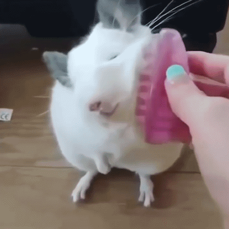 573a3bef32817c43ffae9.gif