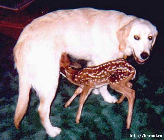 5755889_dogpadonak.webp