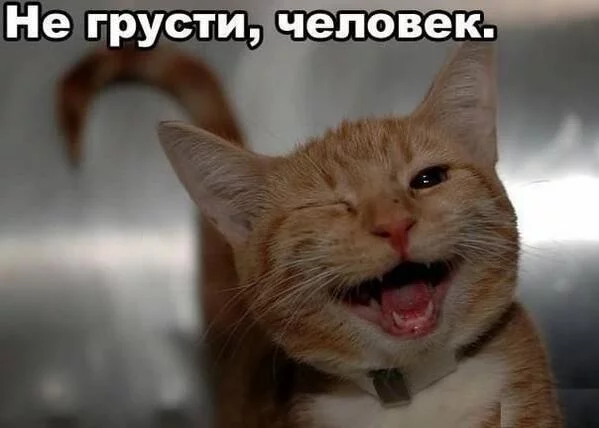 58021.webp