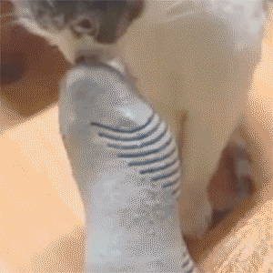 587702_original.gif
