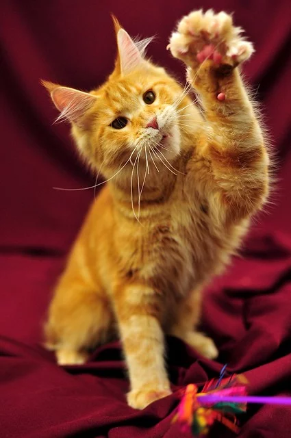 5883854492_ab776f0830_z.webp