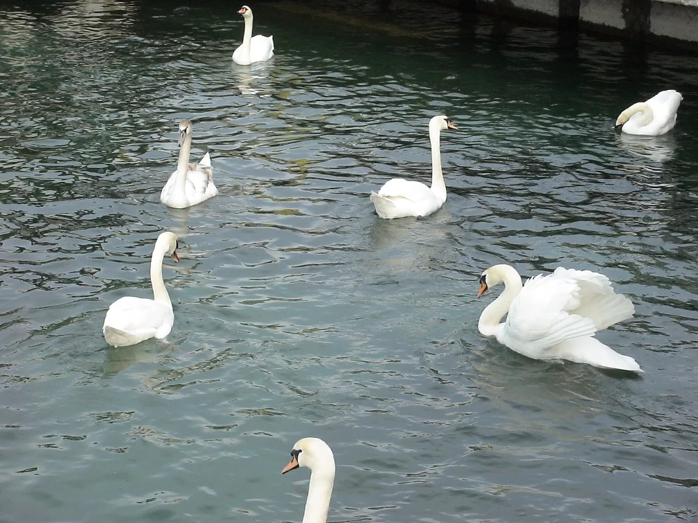 595221DSC05014_1.webp