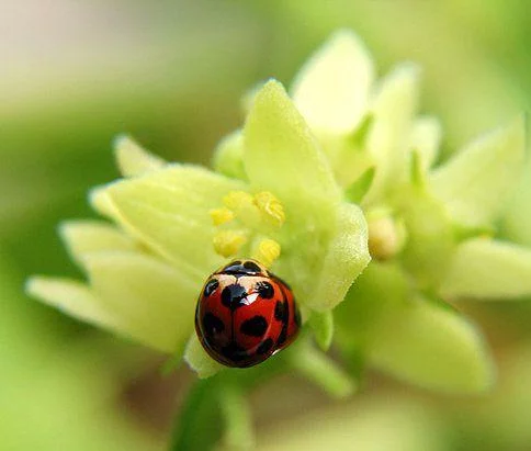 59762.webp