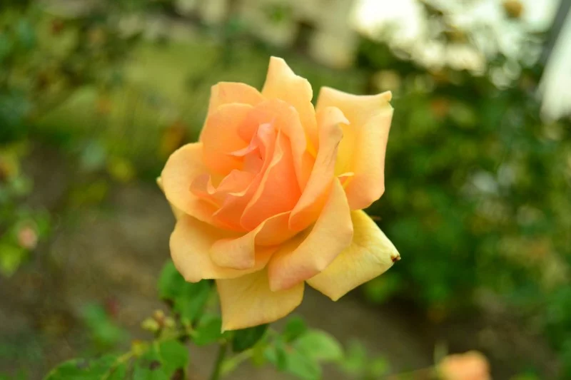 59794151a3cdc862c6498cbcc1ce705e.webp