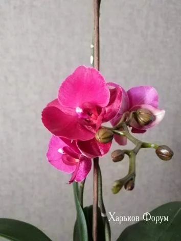 5a255b6e456c4b2cd2.webp