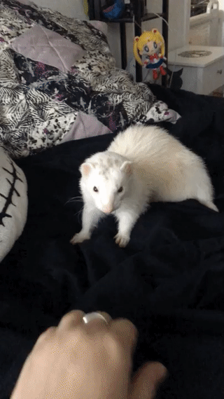 5a2578eef2e698b5ada19.gif