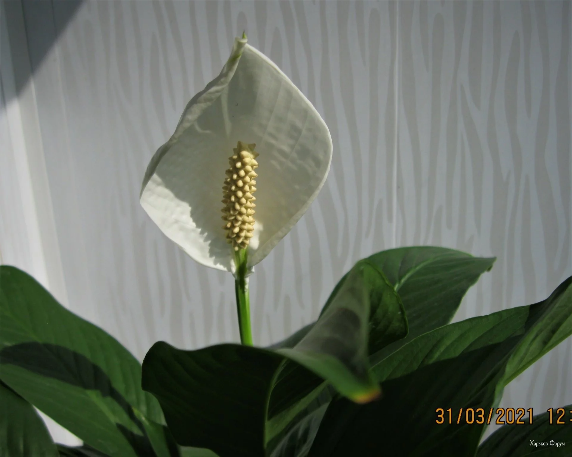 5a8223e541b1e704373503.webp