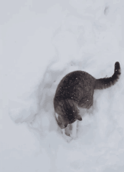 5a9371d3fe6c5995.gif