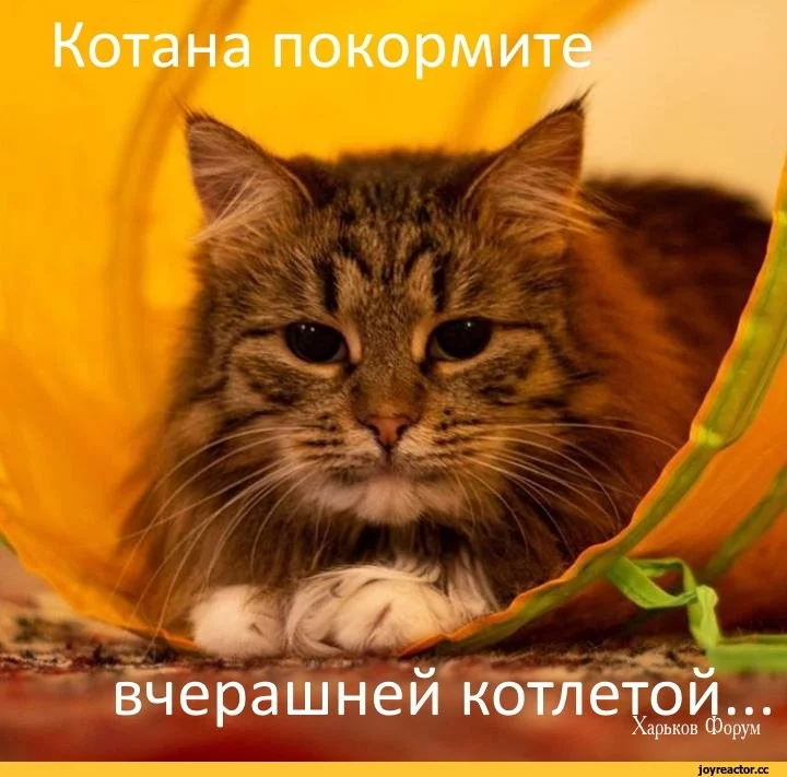 5af53dfcfee22e3c68d.webp