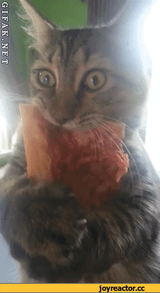 5affba2c1939734eca.gif