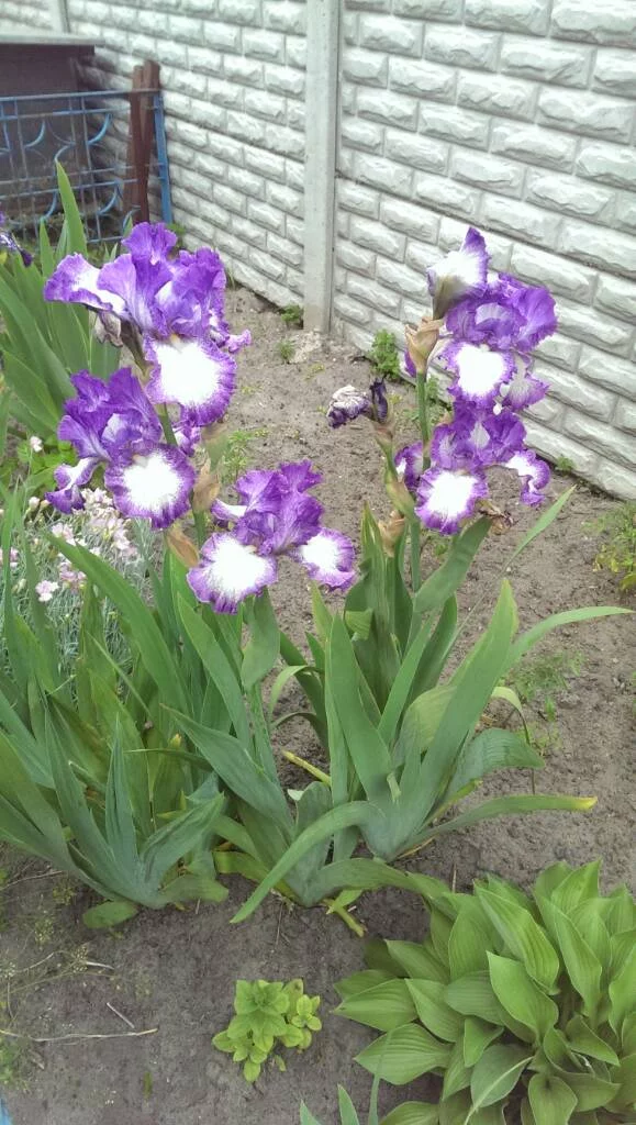 5b3c87cc0dff40f4ca3b78f509ae9565.webp