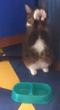 5ba9b982eebe84b5.gif