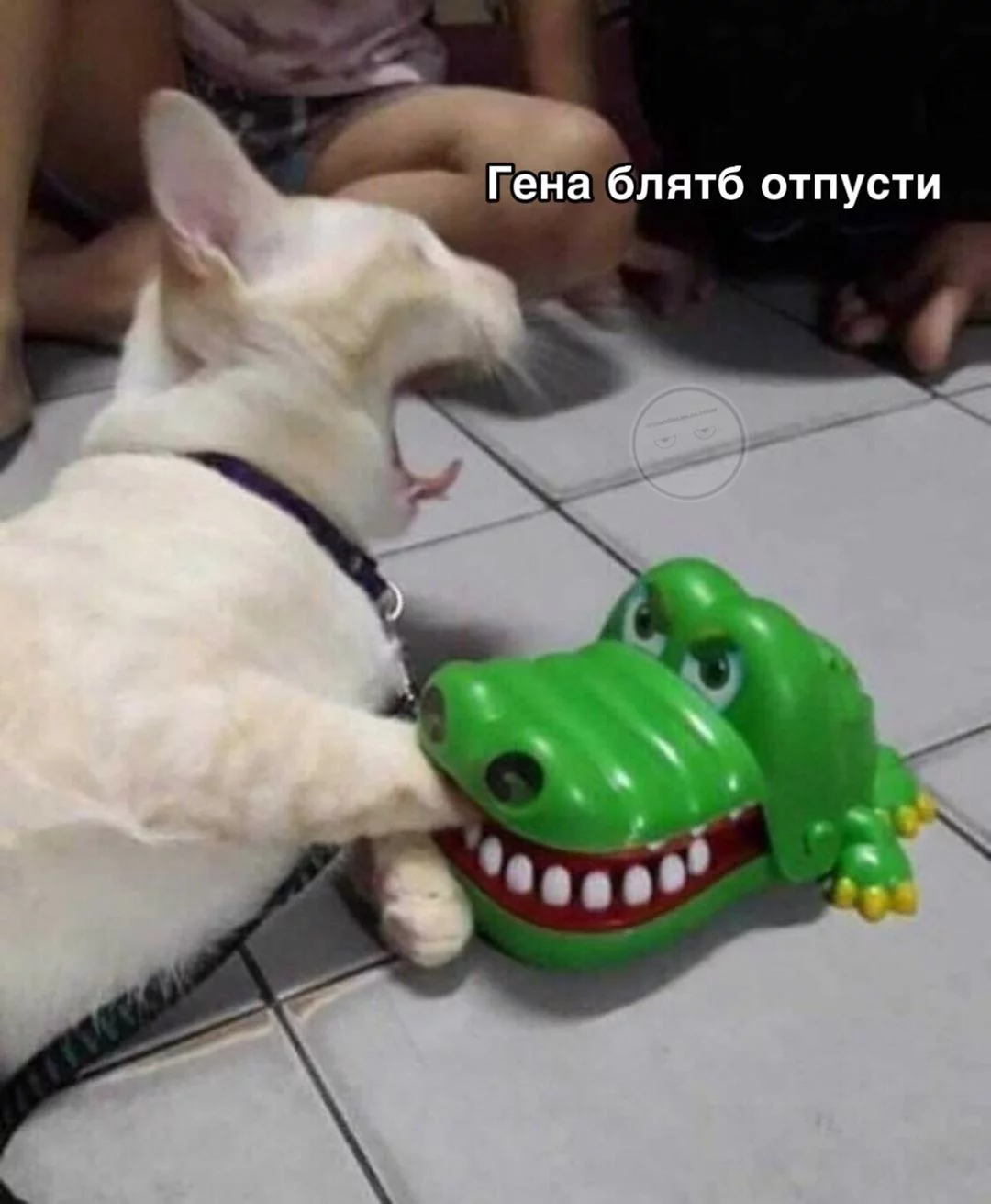 5bcbgf.webp