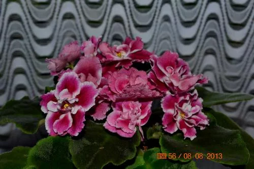 5bd21020fe395af05f4b8ab4d32cbb70.webp