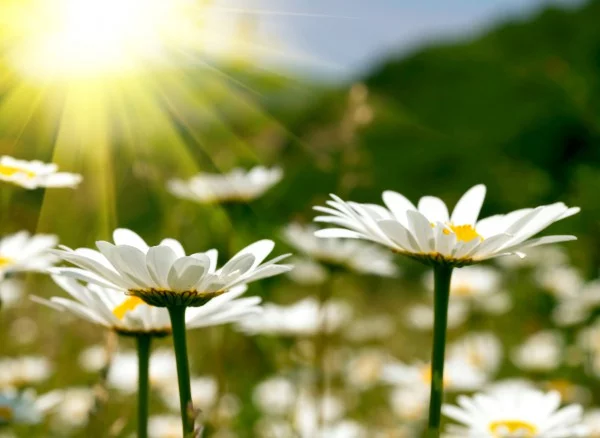 5bgdda.webp
