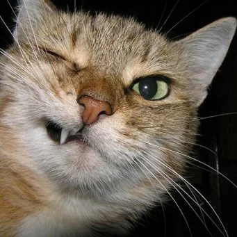 5c81ee74306ccf5ba8e9ea8176798afe.webp