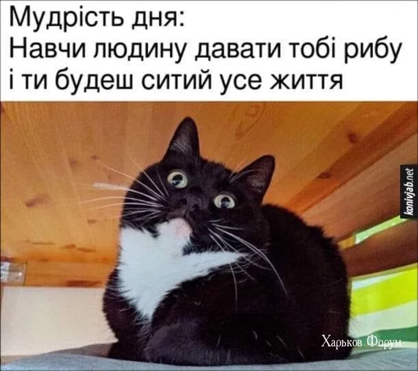 5c94d36f875836b15.webp