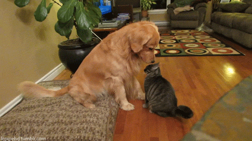 5cba297f1c357a835b78b7f7a808510c.gif