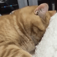 5cff42c72e6610eec83.gif