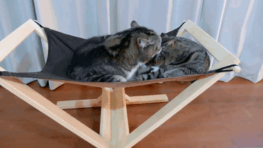 5chgah.gif